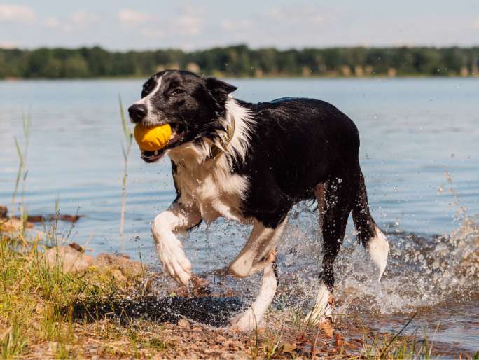 dog playing with balls 