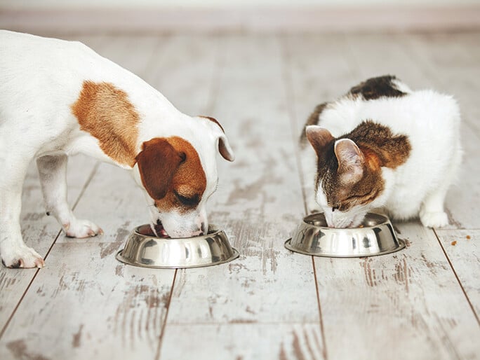A cat and dog eating beside each other