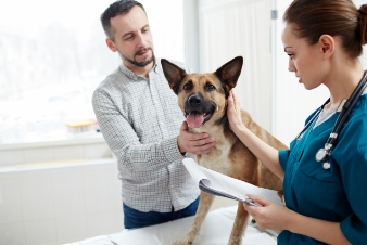 doctor checking the dog