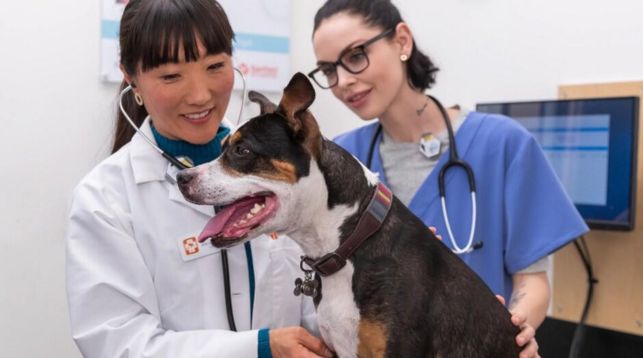 Two Banfield veterinarians examining a dog